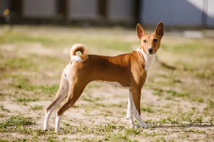 History of Basenji Dog