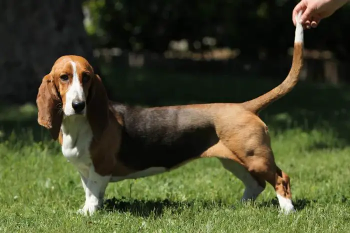 History of Basset Dog