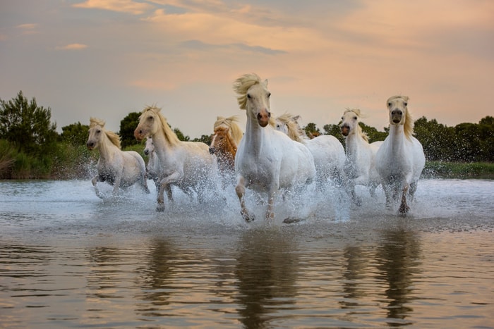 History of Camargue Horse