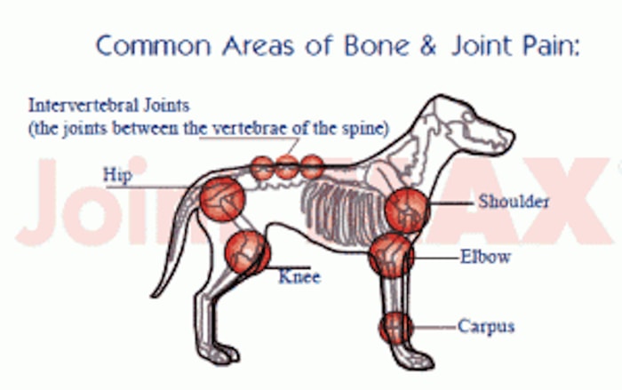 Location of Joint pain in Dogs