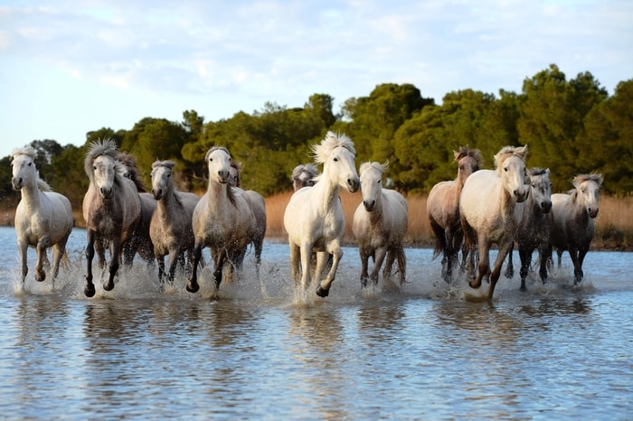 Management of Camargue Horse