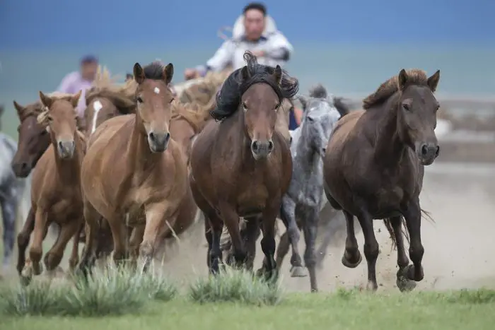 Mongolian Horse