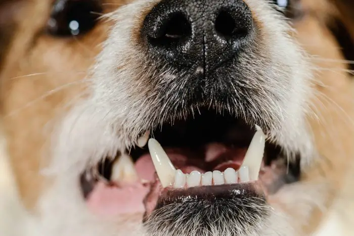 Oral Malodor in dogs