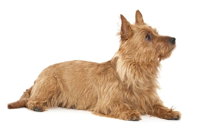 Origin and History of Australian terrier