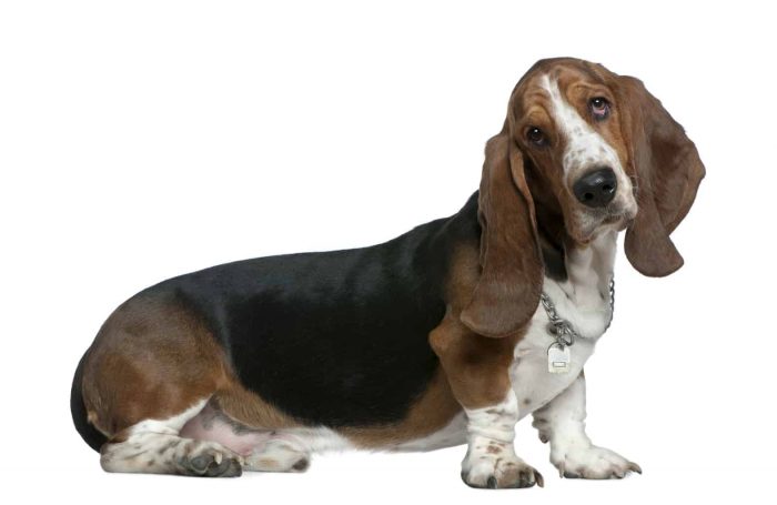 Origin of Basset Hound
