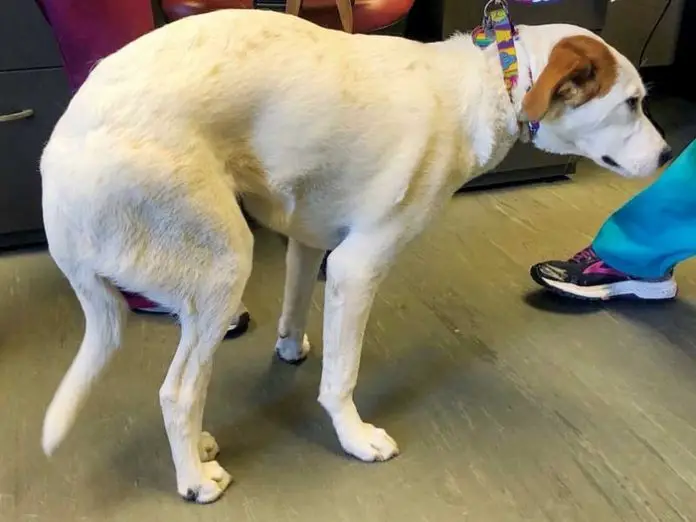 Osteoarthritis in Dog