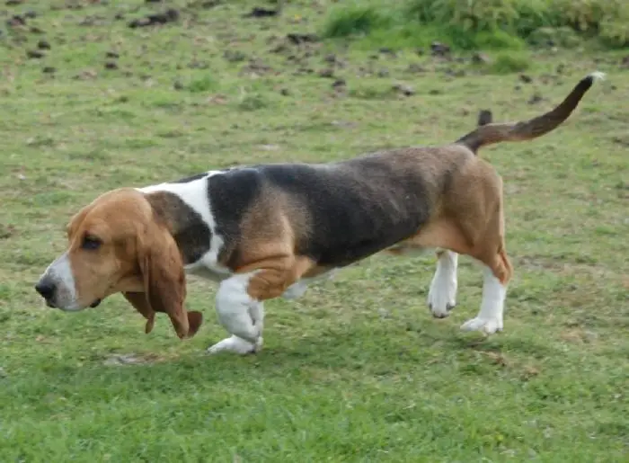 Physical Features of Basset Dog