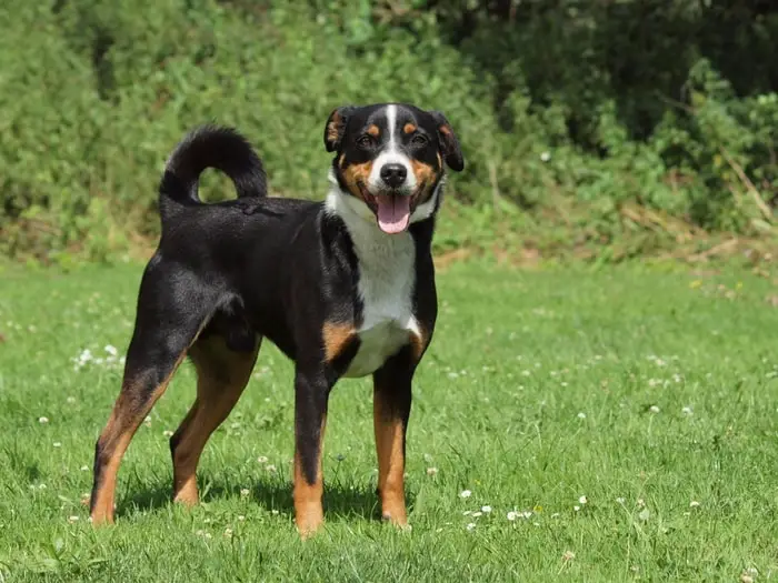 Physical Features of Appenzeller Sennenhund