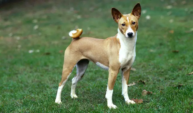 Physical Features of Basenji Dog