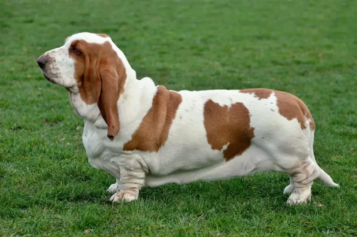 Physical Features of Basset Hound