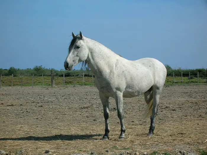 Physical Features of Camargue
