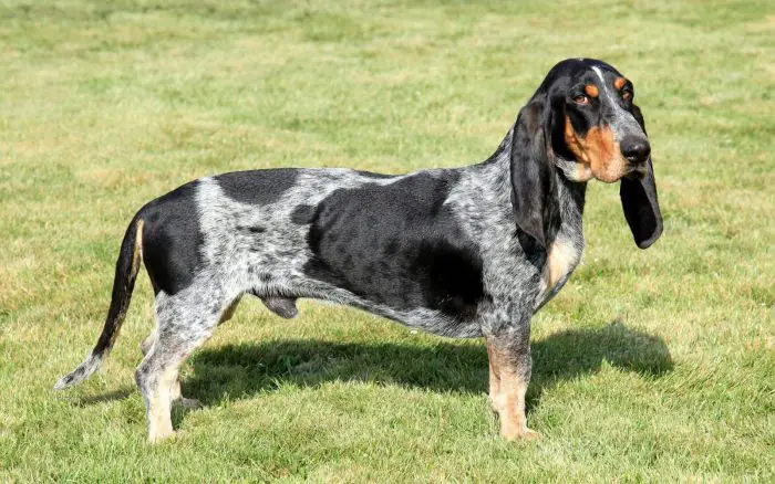 Physical features of Bleu Basset