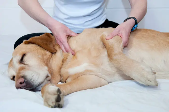 Physiotherapy in Dogs