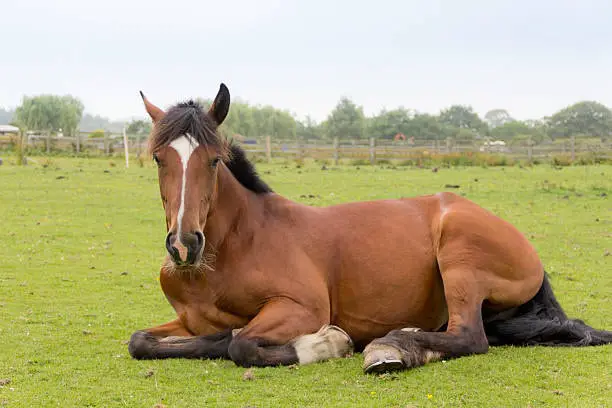 Precaution During Horse Casting