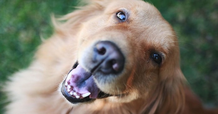 Risk Factors of Canine Gingivitis