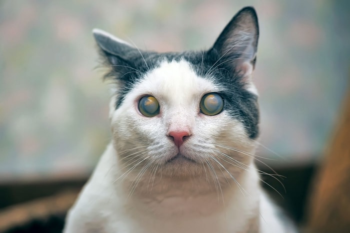 Risk Factors of Feline Cataracts