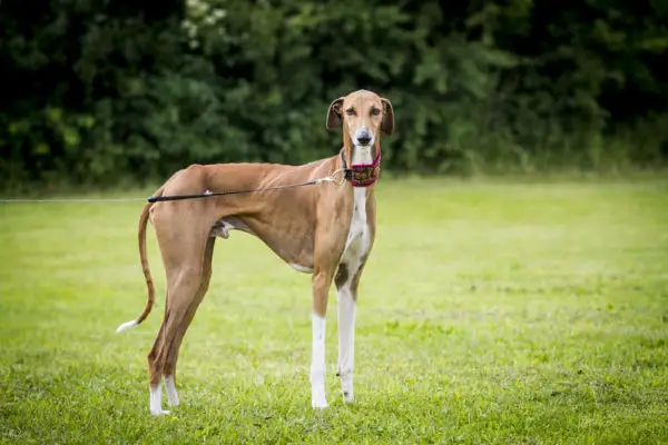 Taureg Sighthound Dog