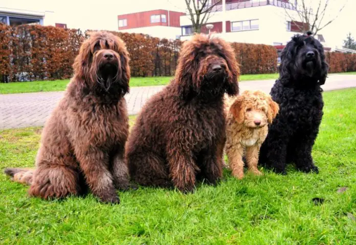 Barbet Dog