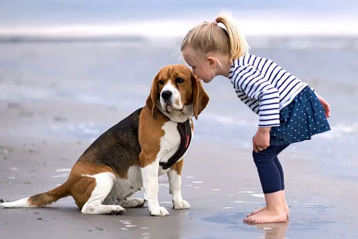 Beagle Dog Breed
