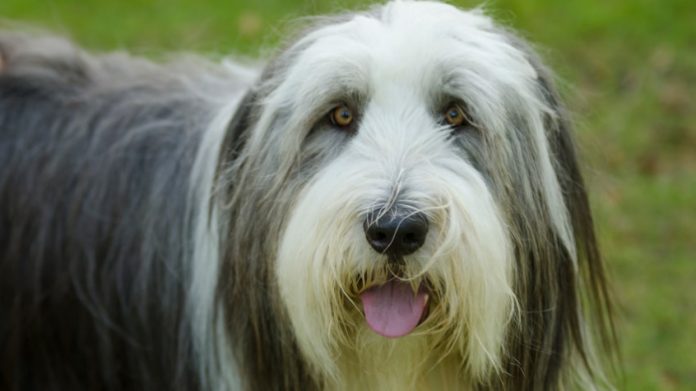 Bearded Collie Dog