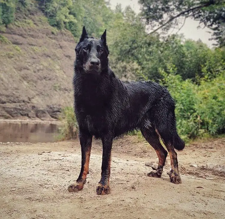 Beauceron Dog breed