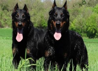 Beauceron Dogs