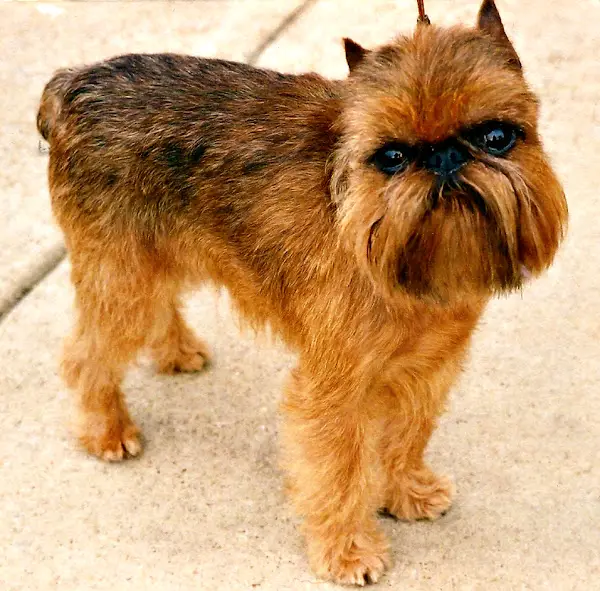 Beautiful Brussels Griffon Dog