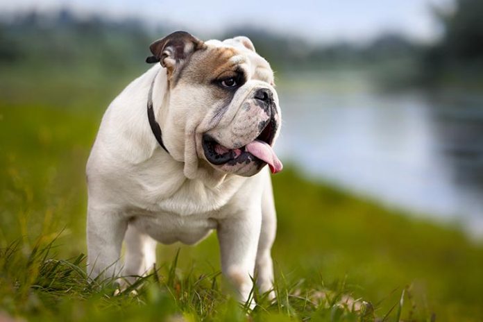 Beautiful Bulldog Breed