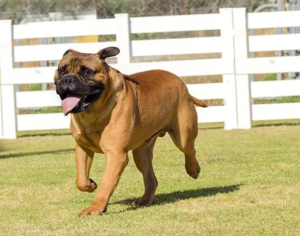 Beautiful Bullmastiff