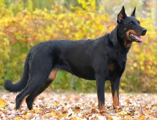 Beautiful Dog Beauceron
