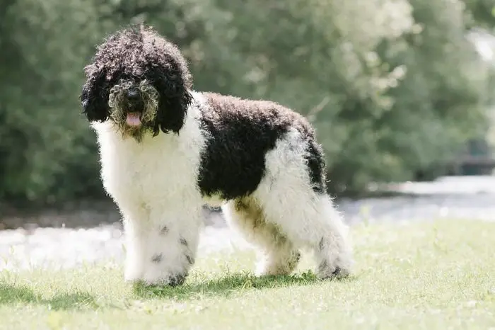 Behavior of Barbet Dog