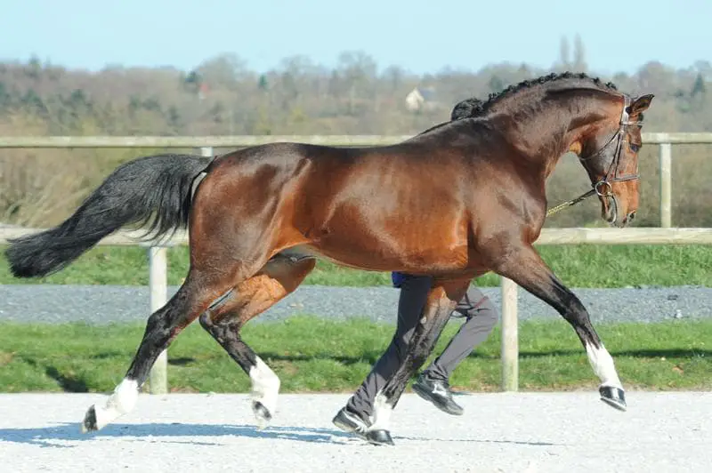 Behavior of Belgian Warmblood