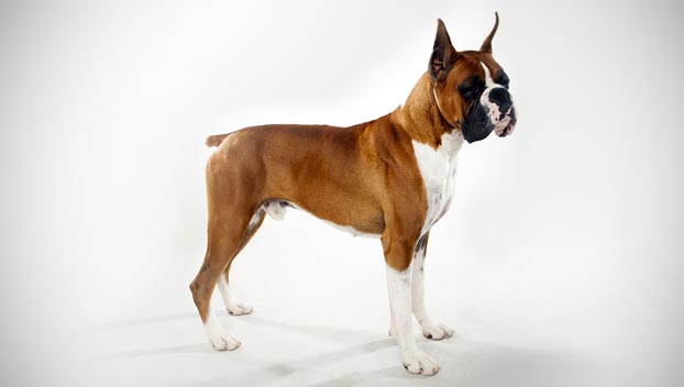 Behavior of Boxer Dog