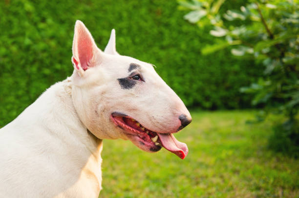 Behavior of Bull Terrier Dog