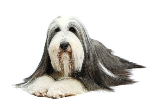 Behaviour of Bearded Collie
