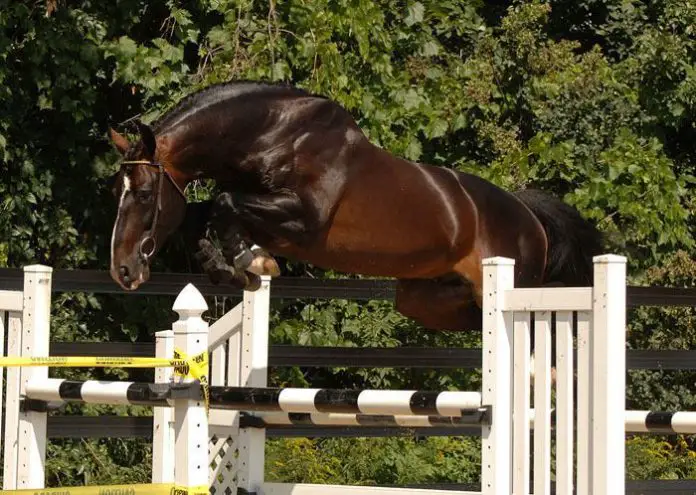 Belgian Warmblood Horse