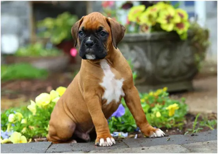 Boxer Dog Breed