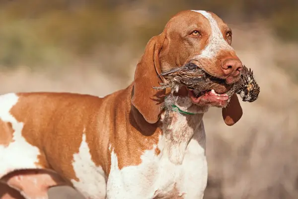 Bracco Italiano Dog