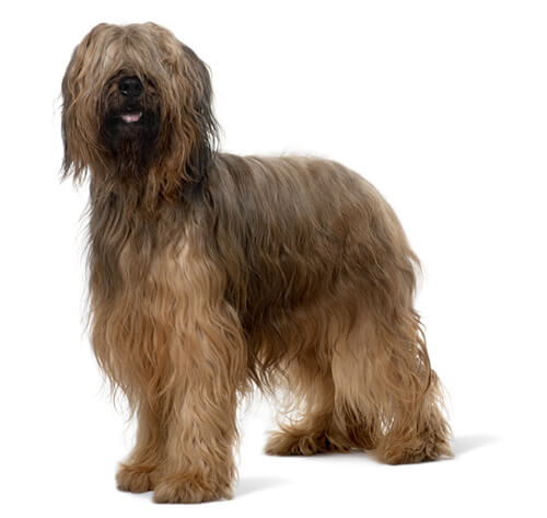 Briard Dog Breed