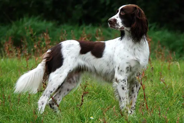 Brittany Dog Breed