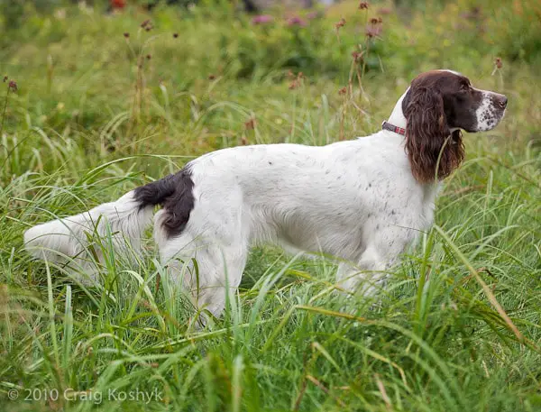 Brittany Spaniel