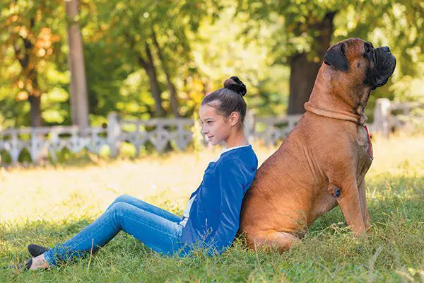 Bullmastiff Dog Breed