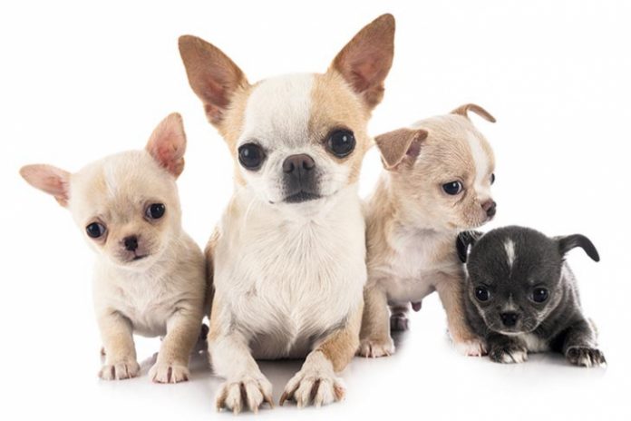Chihuahua Dog Breed