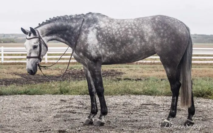 Colors of Belgian Warmblood Horse