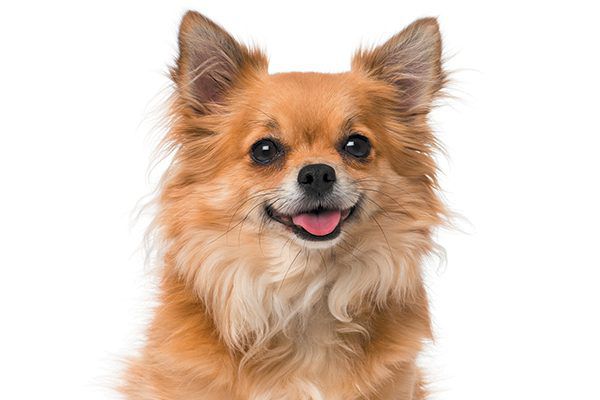 Dog Behavior of Chihuahua