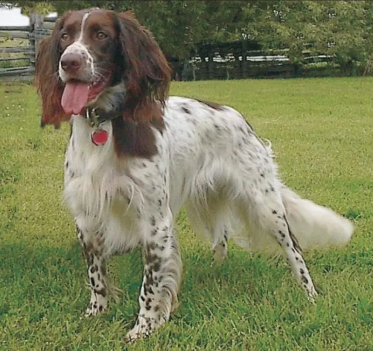 French Spaniel