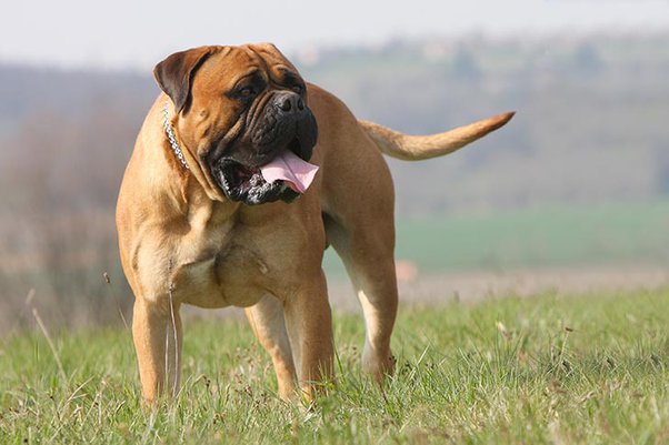 Health of Bullmastiff