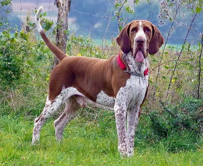 Health of Italian Pointer