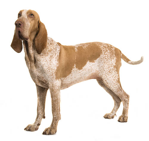 Height and Weight of Italian Pointer
