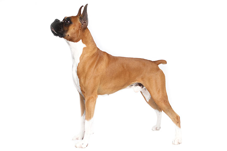 Height of Boxer Dog